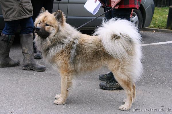 (Foto Goslar) Koerung Benno_14.03.2015_IMG_6851.png